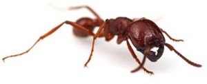 Army Ant